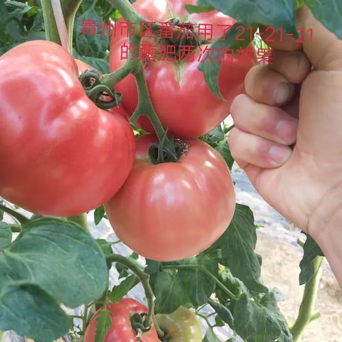 稼豪生物专注土壤修复传承绿色健康造成土壤酸化的主要原因就是长年